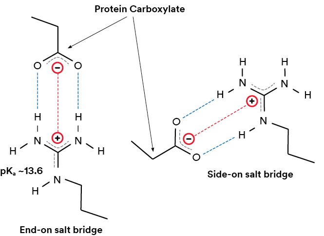 Interaction of protein carboxylate group with the guanidinium ligand
